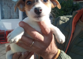 Orijinal Jack russel bebekler